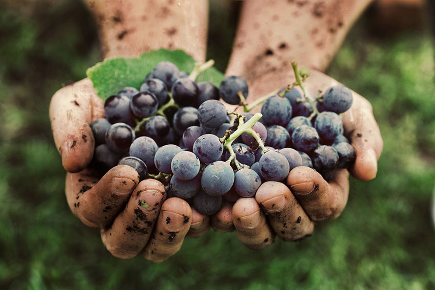 Expert-comptable à Chalon-sur-Saône pour Agri, Viti